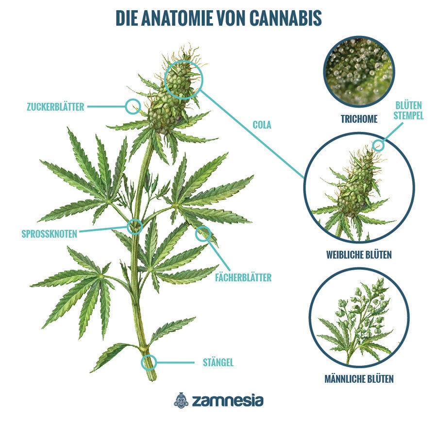 Die Anatomie Der Cannabispflanze Zamnesia
